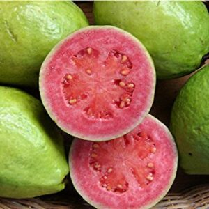 Guava, Psidium Guajava, 50 Tree Seeds (Edible Fruit, Fast Growing)