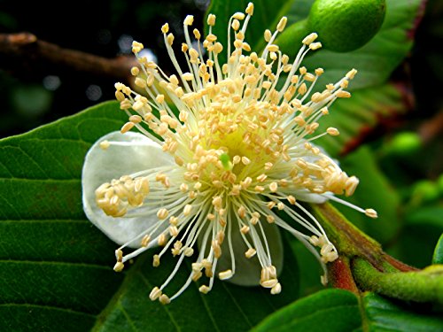 Guava, Psidium Guajava, 50 Tree Seeds (Edible Fruit, Fast Growing)