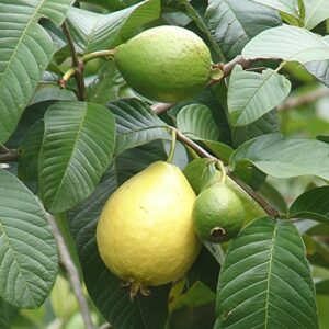 Guava, Psidium Guajava, 50 Tree Seeds (Edible Fruit, Fast Growing)