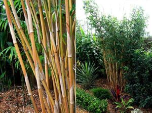 bambusa alphonse karr / golden hedge clumping bamboo – non-invasive variety 1 gallon size