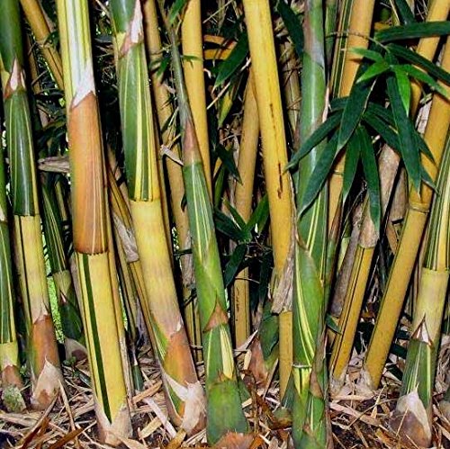 Bambusa Alphonse KARR / Golden Hedge Clumping Bamboo - Non-Invasive Variety 1 Gallon Size