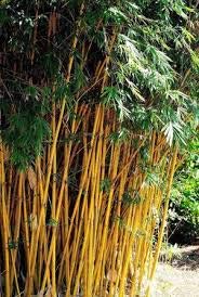 Bambusa Alphonse KARR / Golden Hedge Clumping Bamboo - Non-Invasive Variety 1 Gallon Size