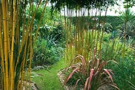 Bambusa Alphonse KARR / Golden Hedge Clumping Bamboo - Non-Invasive Variety 1 Gallon Size