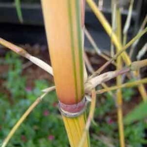 Bambusa Alphonse KARR / Golden Hedge Clumping Bamboo - Non-Invasive Variety 1 Gallon Size