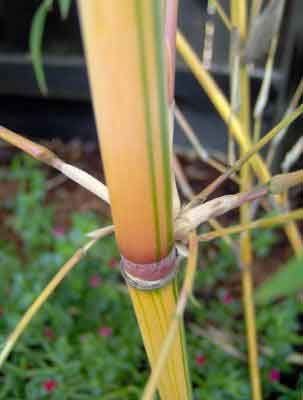 Bambusa Alphonse KARR / Golden Hedge Clumping Bamboo - Non-Invasive Variety 1 Gallon Size