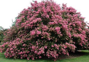 large seminole tree crape myrtle, matures 15ft+, dark coral pink flower clusters, excellent yellow/orange fall foliage, beautiful gray/beige bark, ships 2-4ft tall, well rooted in pot with soil (10)