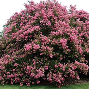 Large Seminole Tree Crape Myrtle, Matures 15ft+, Dark Coral Pink Flower Clusters, Excellent Yellow/Orange Fall Foliage, Beautiful Gray/Beige Bark, Ships 2-4ft Tall, Well Rooted in Pot with Soil (10)