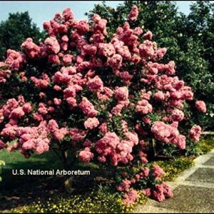 Large Seminole Tree Crape Myrtle, Matures 15ft+, Dark Coral Pink Flower Clusters, Excellent Yellow/Orange Fall Foliage, Beautiful Gray/Beige Bark, Ships 2-4ft Tall, Well Rooted in Pot with Soil (10)