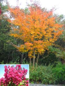 large william toovey tree crape myrtle, matures 16ft+, dark pink flower clusters, amazing fall foliage and exfoliating gray/yellow/red bark, ships 2-4ft tall, well rooted in pot with soil (20)