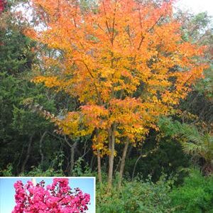 Large William Toovey Tree Crape Myrtle, Matures 16ft+, Dark Pink Flower Clusters, Amazing Fall Foliage and Exfoliating Gray/Yellow/Red Bark, Ships 2-4ft Tall, Well Rooted in Pot with Soil (20)