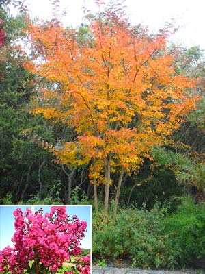 Large William Toovey Tree Crape Myrtle, Matures 16ft+, Dark Pink Flower Clusters, Amazing Fall Foliage and Exfoliating Gray/Yellow/Red Bark, Ships 2-4ft Tall, Well Rooted in Pot with Soil (20)