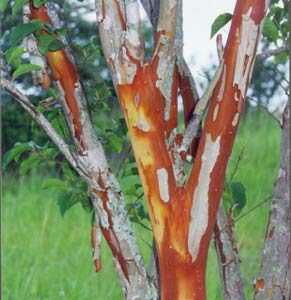 Large William Toovey Tree Crape Myrtle, Matures 16ft+, Dark Pink Flower Clusters, Amazing Fall Foliage and Exfoliating Gray/Yellow/Red Bark, Ships 2-4ft Tall, Well Rooted in Pot with Soil (20)