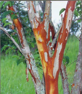 Large William Toovey Tree Crape Myrtle, Matures 16ft+, Dark Pink Flower Clusters, Amazing Fall Foliage and Exfoliating Gray/Yellow/Red Bark, Ships 2-4ft Tall, Well Rooted in Pot with Soil (20)