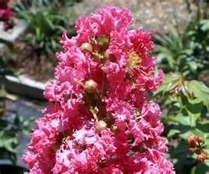 Large William Toovey Tree Crape Myrtle, Matures 16ft+, Dark Pink Flower Clusters, Amazing Fall Foliage and Exfoliating Gray/Yellow/Red Bark, Ships 2-4ft Tall, Well Rooted in Pot with Soil (20)