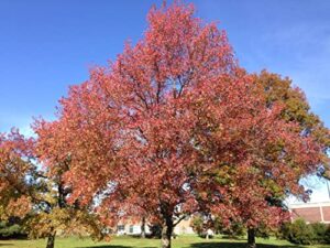 american sweetgum tree plant, 2-3 ft tall tree plant in pot – fast growing