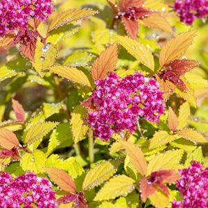 gold flame spirea – 1 gallon trade pot, 1’ft tall, established potted plant, spiraea x bumalda, established healthy roots, fast growing tree