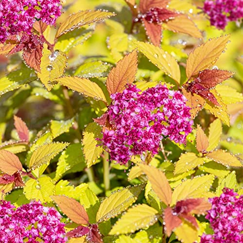 Gold Flame Spirea - 1 Gallon Trade Pot, 1'ft Tall, Established Potted Plant, Spiraea x bumalda, Established Healthy Roots, Fast Growing Tree