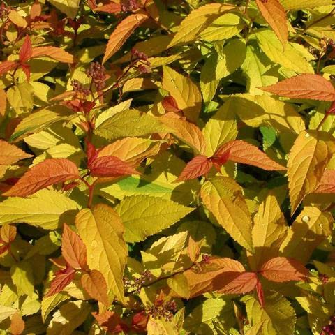 Gold Flame Spirea - 1 Gallon Trade Pot, 1'ft Tall, Established Potted Plant, Spiraea x bumalda, Established Healthy Roots, Fast Growing Tree