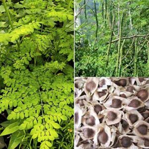 30 Organic Moringa Oleifera Drumstick Seeds Non-GMO for Sprouting, Planting, Cooking. Unprocessed Seeds with Wings. Grow Moringa - It Has More Than 25% Protein, Same As Eggs and 2X The Amount of Milk