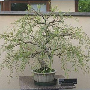 Bonsai Tree Dragon Willow - Thick Trunk Cutting - Indoor/Outdoor Live Bonsai Tree - Old Mature Look Fast - Ships from Iowa, USA