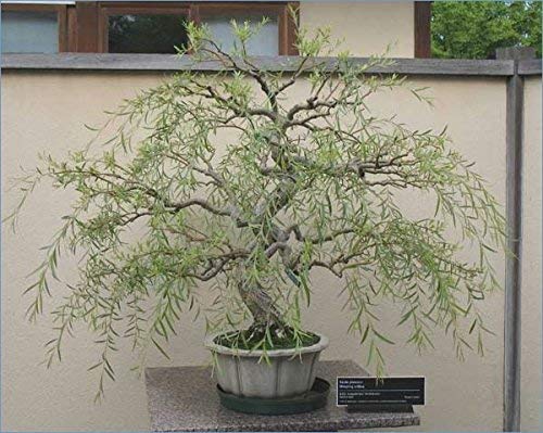 Bonsai Tree Dragon Willow - Thick Trunk Cutting - Indoor/Outdoor Live Bonsai Tree - Old Mature Look Fast - Ships from Iowa, USA