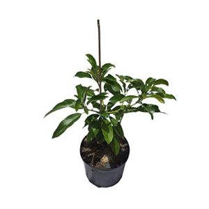 winter mexican avocado tree cold hardy, grafted, 3 gal container from florida