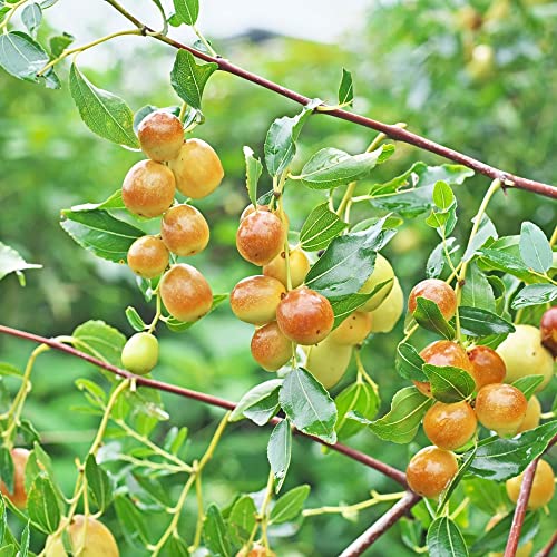 Ziziphus Mauritiana Seeds Indian Jujube Evergreen Fast-Growing Drought Tolerant Attracts Pollinators Edible Garden Borders Outdoor 10Pcs Tree Seeds by YEGAOL Garden