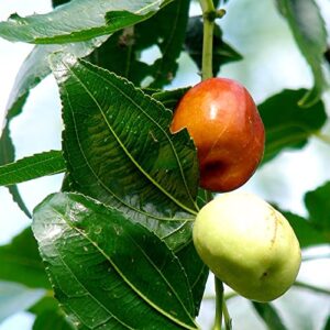 Ziziphus Mauritiana Seeds Indian Jujube Evergreen Fast-Growing Drought Tolerant Attracts Pollinators Edible Garden Borders Outdoor 10Pcs Tree Seeds by YEGAOL Garden