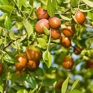 Ziziphus Mauritiana Seeds Indian Jujube Evergreen Fast-Growing Drought Tolerant Attracts Pollinators Edible Garden Borders Outdoor 10Pcs Tree Seeds by YEGAOL Garden