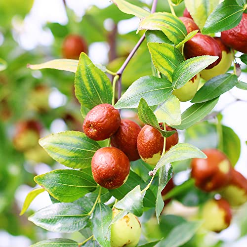 Ziziphus Mauritiana Seeds Indian Jujube Evergreen Fast-Growing Drought Tolerant Attracts Pollinators Edible Garden Borders Outdoor 10Pcs Tree Seeds by YEGAOL Garden