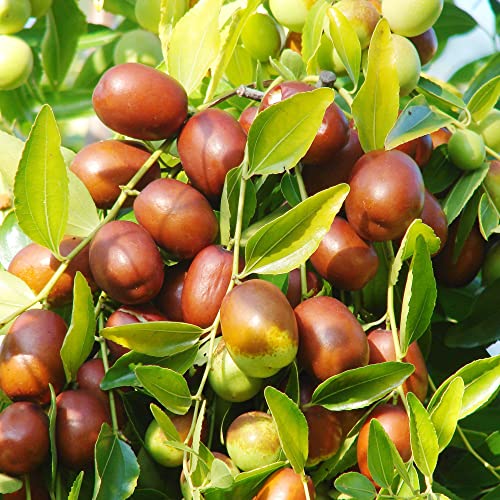 Ziziphus Mauritiana Seeds Indian Jujube Evergreen Fast-Growing Drought Tolerant Attracts Pollinators Edible Garden Borders Outdoor 10Pcs Tree Seeds by YEGAOL Garden