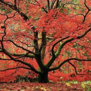 Red Japanese Maple - Live Plant 2-3 feet Tall - Deep Red Leaves