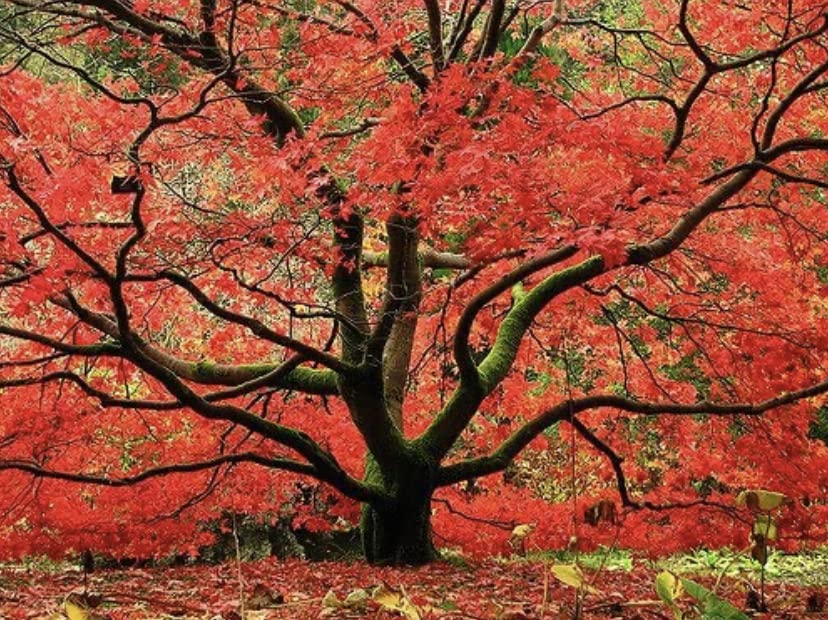 Red Japanese Maple - Live Plant 2-3 feet Tall - Deep Red Leaves