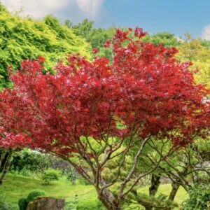 Red Japanese Maple - Live Plant 2-3 feet Tall - Deep Red Leaves