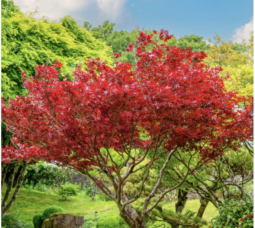 Red Japanese Maple - Live Plant 2-3 feet Tall - Deep Red Leaves