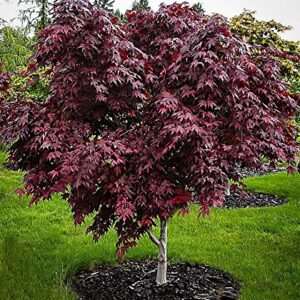 Red Japanese Maple - Live Plant 2-3 feet Tall - Deep Red Leaves