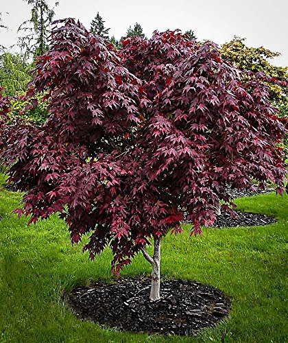 Red Japanese Maple - Live Plant 2-3 feet Tall - Deep Red Leaves