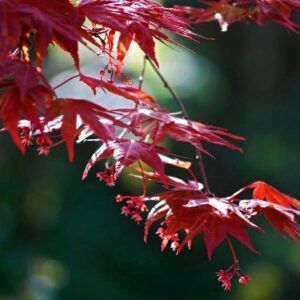 Red Japanese Maple - Live Plant 2-3 feet Tall - Deep Red Leaves