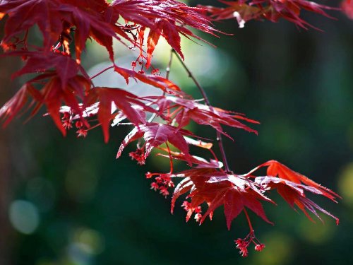 Red Japanese Maple - Live Plant 2-3 feet Tall - Deep Red Leaves