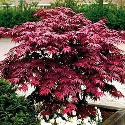 Red Japanese Maple - Live Plant 2-3 feet Tall - Deep Red Leaves