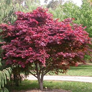 Red Japanese Maple - Live Plant 2-3 feet Tall - Deep Red Leaves