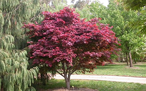 Red Japanese Maple - Live Plant 2-3 feet Tall - Deep Red Leaves