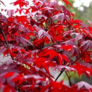 Red Japanese Maple - Live Plant 2-3 feet Tall - Deep Red Leaves