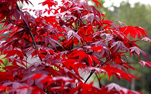 Red Japanese Maple - Live Plant 2-3 feet Tall - Deep Red Leaves