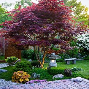 Red Japanese Maple - Live Plant 2-3 feet Tall - Deep Red Leaves