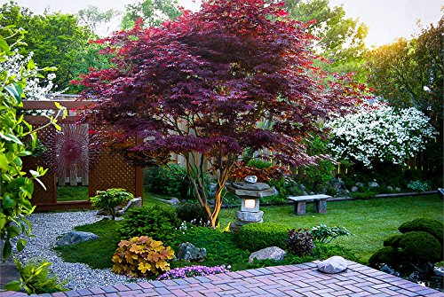 Red Japanese Maple - Live Plant 2-3 feet Tall - Deep Red Leaves