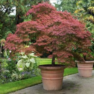 Red Japanese Maple - Live Plant 2-3 feet Tall - Deep Red Leaves