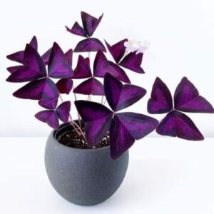 Oxalis Triangularis Bulbs - Purple Shamrock Bulbs - Good Luck Plant - Fast Growing Year Round Color Indoors or Outdoors - Oxalis Shamrock Bulbs - Ships from Iowa, Made in USA (10 Bulbs)