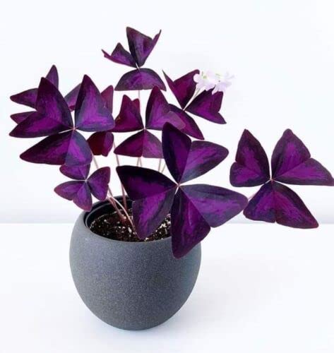 Oxalis Triangularis Bulbs - Purple Shamrock Bulbs - Good Luck Plant - Fast Growing Year Round Color Indoors or Outdoors - Oxalis Shamrock Bulbs - Ships from Iowa, Made in USA (10 Bulbs)
