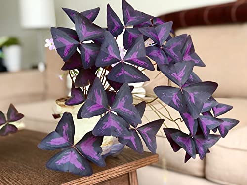 Oxalis Triangularis Bulbs - Purple Shamrock Bulbs - Good Luck Plant - Fast Growing Year Round Color Indoors or Outdoors - Oxalis Shamrock Bulbs - Ships from Iowa, Made in USA (10 Bulbs)